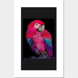 BRIGHT PINK TROPICAL PARROT MACAW DECO POSTER DRAWING PRINT ART Posters and Art